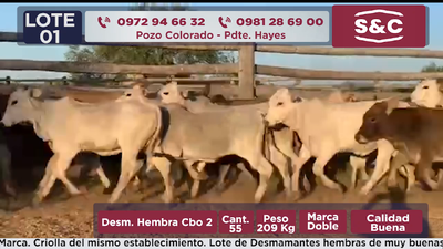 Lote 55 Vaquillas en Presidente Hayes
