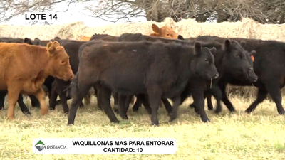 Lote Vaquillonas Mas p/Entorar