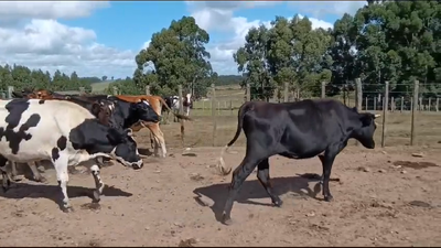 Lote 9 Vaquillonas  450kg - , San José