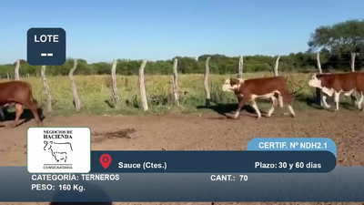 Lote 70 Terneros en Corrientes, Sauce