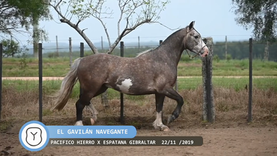 Lote El Gavilán Navegante