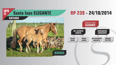 Lote Santa Ines ELEGANTE