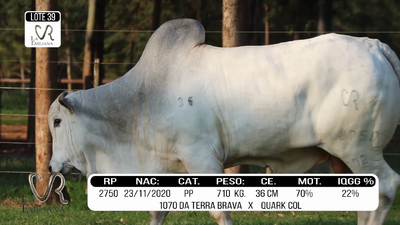 Lote LOTE 39