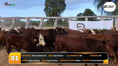 Lote Desm. Hembras C5