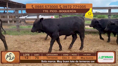 Lote 70 Terneros CBO 3 Híbridos (tipo Brangus). Negros. 232kg - , Boquerón