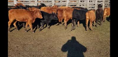 Lote 29 Terneras en Villaguay, Entre Ríos