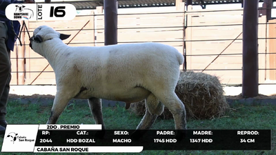 Lote LOTE 16- BOZAL