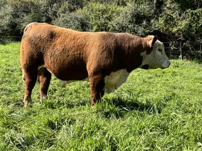 Lote 3 Toros Polled Hereford, Treinta y Tres