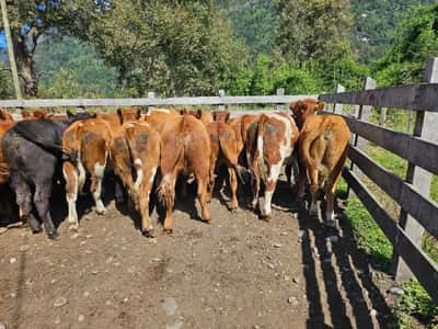 Lote 60 Vaquilla Engorda en Futrono, XIV Región Los Ríos