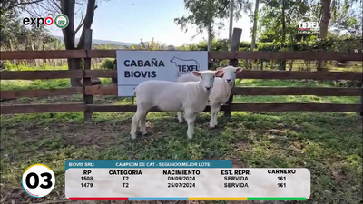 Lote LOTE 3
