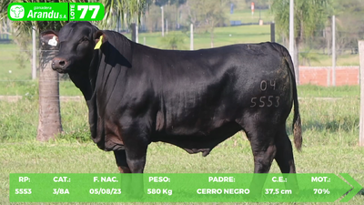 Lote LOTE 77
