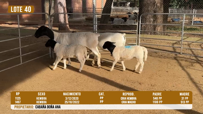 Lote LOTE 40 - DESTACADO