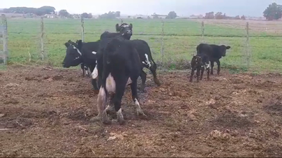 Lote (Vendido)6 Piezas de cría en Agraciada