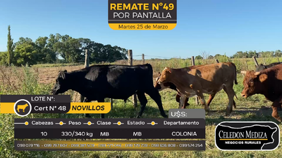 Lote 10 Novillos en La Horqueta, Colonia