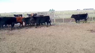 Lote 42 Terneras en Buenos Aires