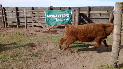 Lote 20 Terneros/as en Salazar