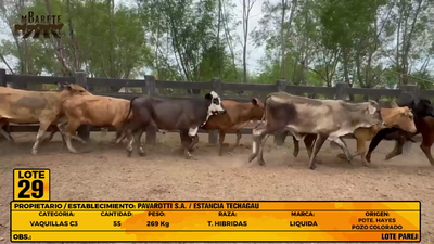 Lote LOTE 29