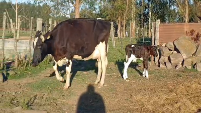 Lote (Vendido)2 Piezas de cría HOLANDO en PUNTAS DEL SAUCE