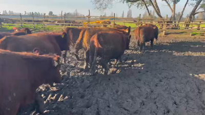 Lote 20 Vaquilla Gorda en Linares, VII  Región Maule