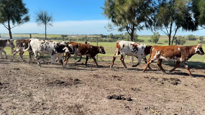 Lote TERNEROS