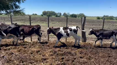 Lote TERNEROS