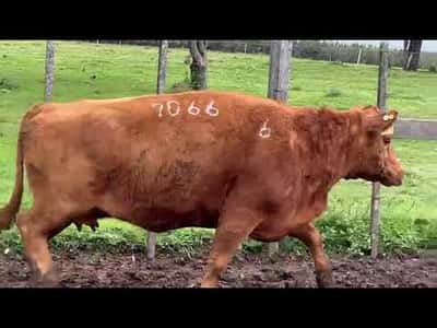 Lote 7 Vaca, Durazno