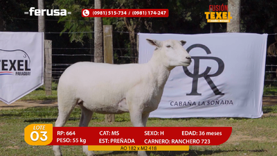 Lote Lote 3