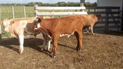 Lote 3 Terneros CRUZA 180kg - , San José