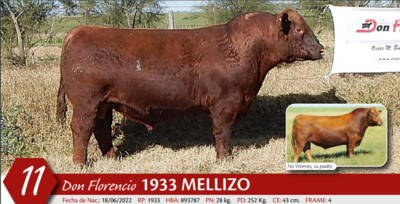 Lote MACHO PP