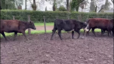 Lote VACAS PREÑADAS