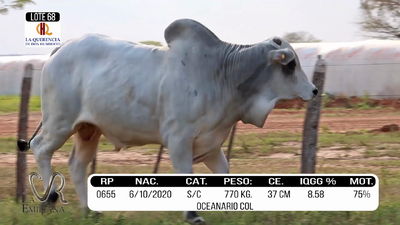 Lote LOTE 68