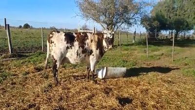 Lote (Vendido)Vaca 470kg -  en CARDONA