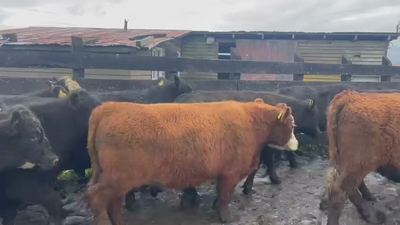 Lote 58 Novillo Engorda en Osorno, X Región Los Lagos