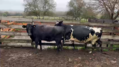 Lote 2 Vacas de Invernada Cruzas 500kg -  en Raigon