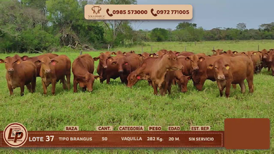 Lote VAQUILLAS