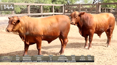Lote LOTE 144