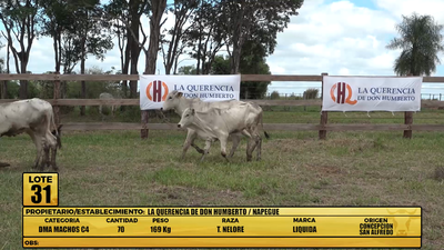 Lote LOTE 31