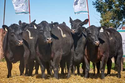 Lote "TRES MOLINOS" Vaquillas Controladas Preñadas