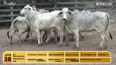 Lote 7 Vaquillas BRAHMAN PP, Boquerón