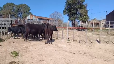 Lote (Vendido)6 Novillos 1 a 2 años ANGUS 290kg -  en EL CERRO