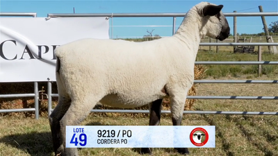 Lote Lote 49