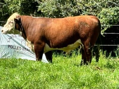 Lote 3 Toros Polled Hereford, Treinta y Tres