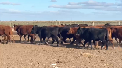 Lote 35 NOVILLITOS
