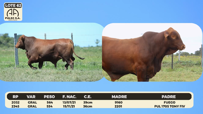 Lote LOTE 62