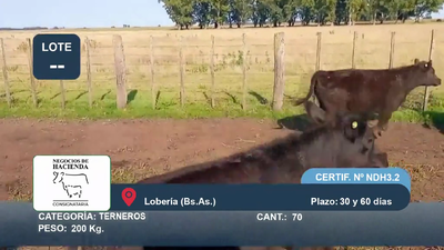 Lote 70 Terneros en Buenos Aires, Loberia