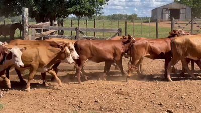 Lote 80 Vaquillonas en Ituzaingó, Corrientes