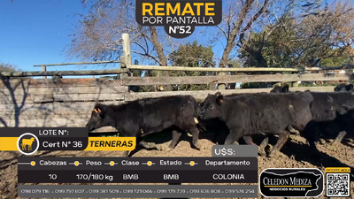 Lote 10 Terneras en La Horqueta, Colonia