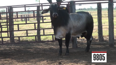 Lote Brahman