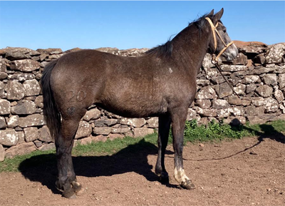 Lote FARSANTE GAITERA