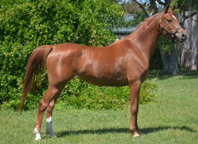 Lote TURQUESA HLM